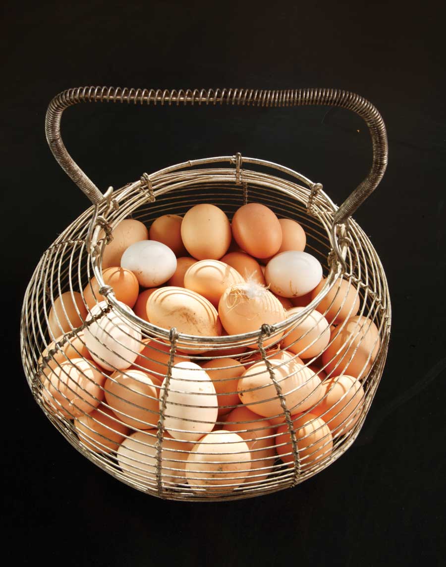 Just Ask The Ethics of Eating Eggs and Municipal Composting Mother